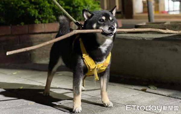 颱風前夕撿到「大枝好貨」　雙刀流柴柴堅持打包回家笑翻3千人 | ETtoday寵物雲 | ETtoday新聞雲