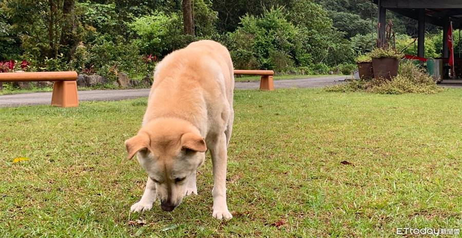 狗狗在草地吃草，原來是這個原因！ | ETtoday寵物雲 | ETtoday新聞雲