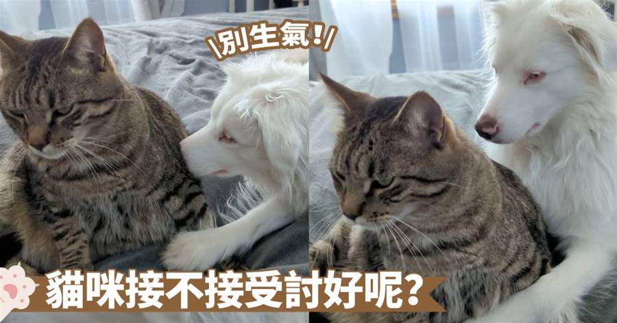 對不起嘛～貓咪生氣了還有汪主子哄欸！汪：沒事，抱一抱就要消消氣囉