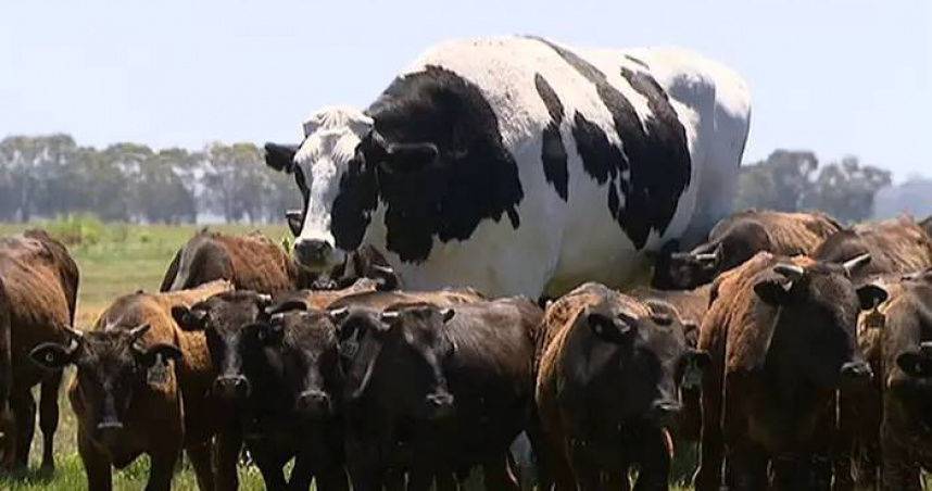 高195cm！超巨大乳牛屠宰場無力處理　「可幸福地活下去」 | ETtoday寵物雲 | ETtoday新聞雲