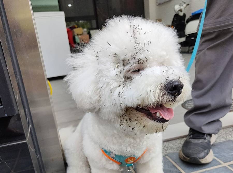 鄰居幫忙牽去尿尿！　比熊犬慘變「挑染小刺蝟」媽崩潰：才5分鐘 | ETtoday寵物雲 | ETtoday新聞雲