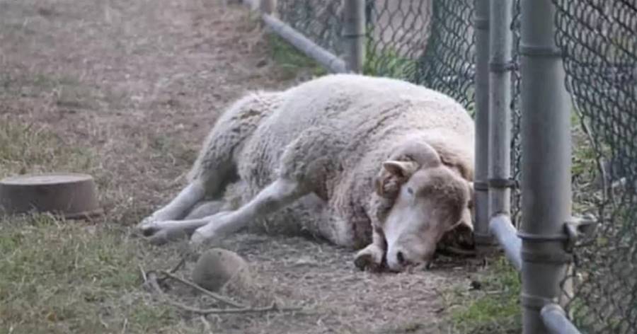 動物園「悲傷綿羊」趴圍欄邊10年！　被救出後「變喜羊羊」嘴角上揚：超幸福～