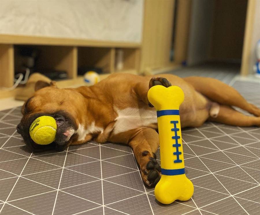 惡霸犬「嘴咬球、手扶玩具」睡夢中完美平衡　媽拍照10分鐘才叫醒 | ETtoday寵物雲 | ETtoday新聞雲