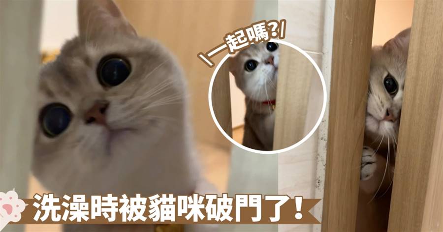 色咪咪的眼神是怎麼回事！喵：可以一起洗澡嗎？一刻都不想分離欸～