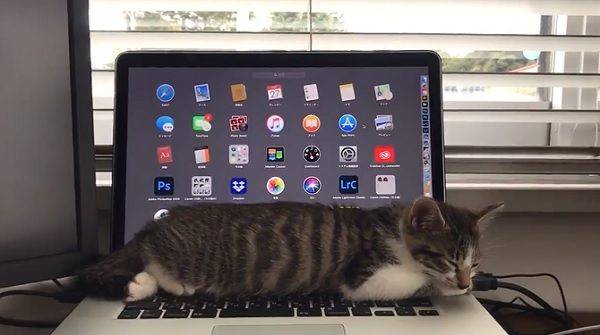 貓咪整隻趴筆電邊睡覺打節奏　只要呼吸「螢幕就亮」 | ETtoday寵物雲 | ETtoday新聞雲