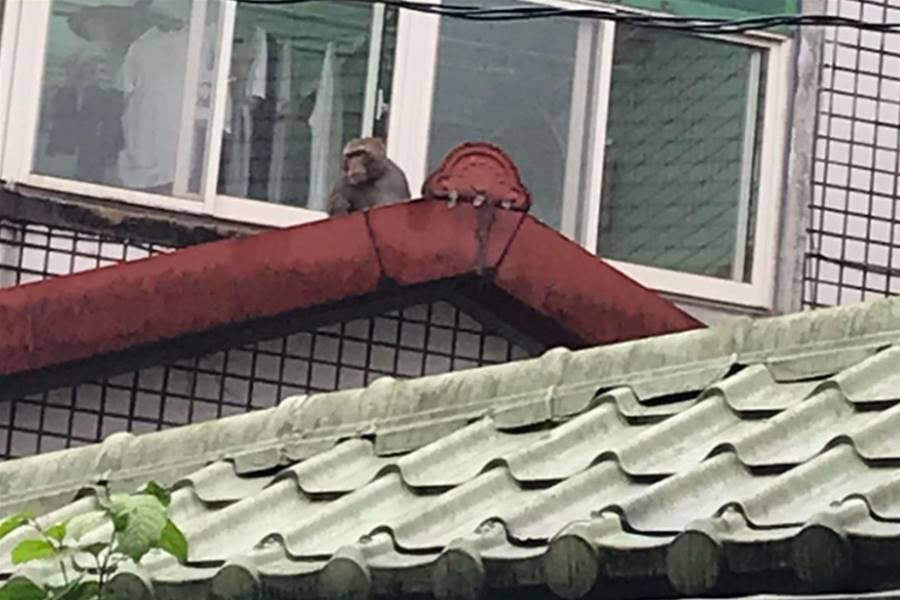 汐止民宅出現獼猴！爬屋頂「呆坐放空」　網虧：不是六福村的吧 | ETtoday寵物雲 | ETtoday新聞雲