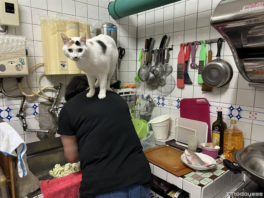 媽在廚房忙煮飯　調皮貓趁機「跳背上監工」：本喵要吃那隻魚！ | ETtoday寵物雲 | ETtoday新聞雲