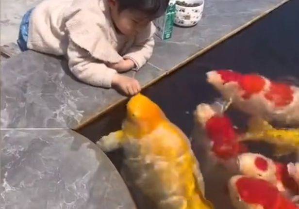 小女童池邊餵食「超肥大錦鯉」　影片瘋傳震撼眾人：這是什麼豬 | ETtoday寵物雲 | ETtoday新聞雲