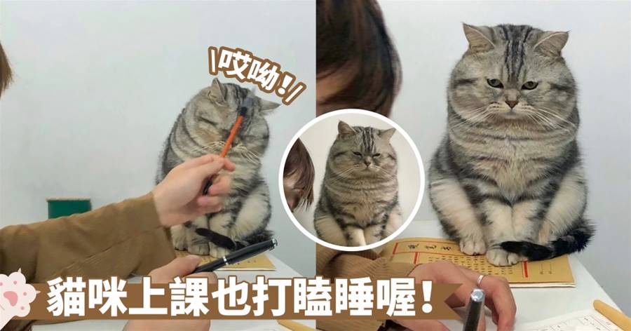 上課犯睏是人之常情啊！眼睛根本就張不開了啦～奴才：額...你有沒有在認真聽喔？