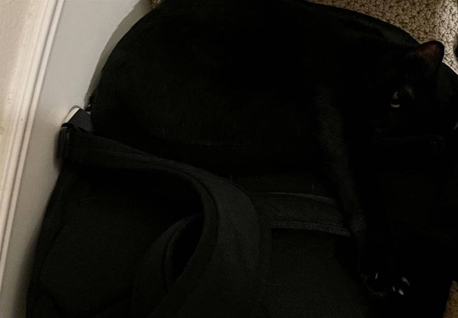 翻遍家找嘸愛貓　背包多一坨「熟睡黑毛球」媽鬆口氣：真沒注意到 | ETtoday寵物雲 | ETtoday新聞雲