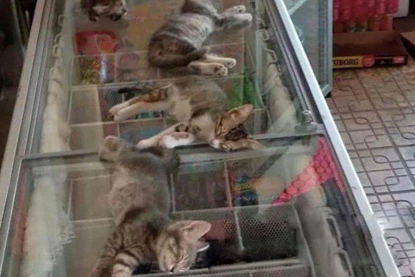 好熱呀！4浪貓躺冰櫃納涼「睡到不醒喵事」　網讚：佛心老闆 | ETtoday寵物雲 | ETtoday新聞雲