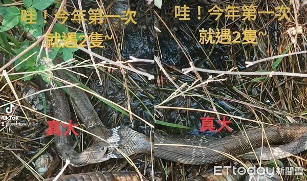 稻田撞見「眼鏡蛇緊密連結」麻花捲交纏　農民喜：2隻都好大 | ETtoday寵物雲 | ETtoday新聞雲