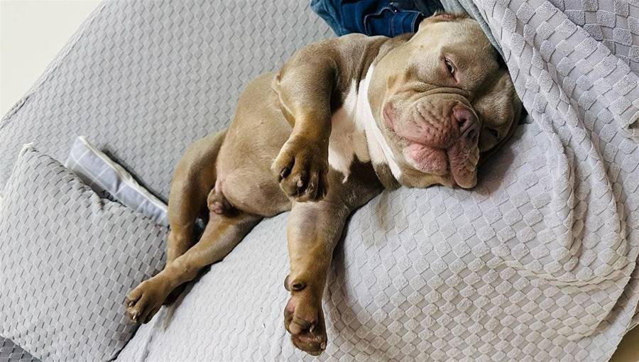 公園玩20分鐘！惡霸犬「整隻沒電」累壞想補眠　媽笑：隔天還賴床 | ETtoday寵物雲 | ETtoday新聞雲