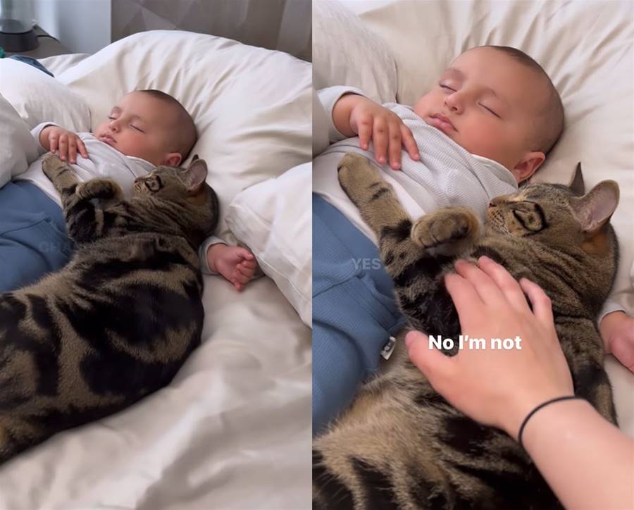 大隻虎斑貓把寶寶當抱枕　奴才勸離牠閉著眼喊「NO！！」 | ETtoday寵物雲 | ETtoday新聞雲