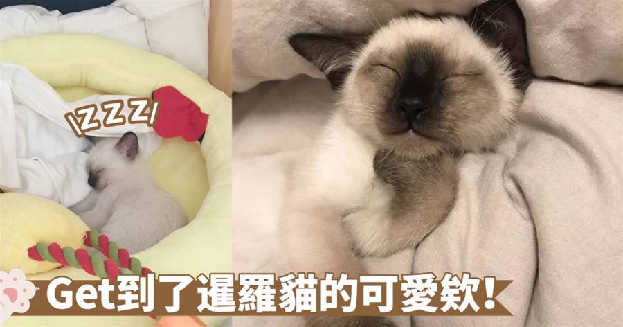 易烊千璽的首隻寶貝貓咪竟是俗稱的「挖煤貓」！究竟暹羅貓有什麼獨特之處呢？