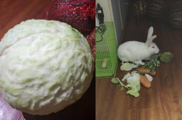 回家驚見「陌生高麗菜」！　奴才驚覺貪吃兔啃一千多口 | ETtoday寵物雲 | ETtoday新聞雲