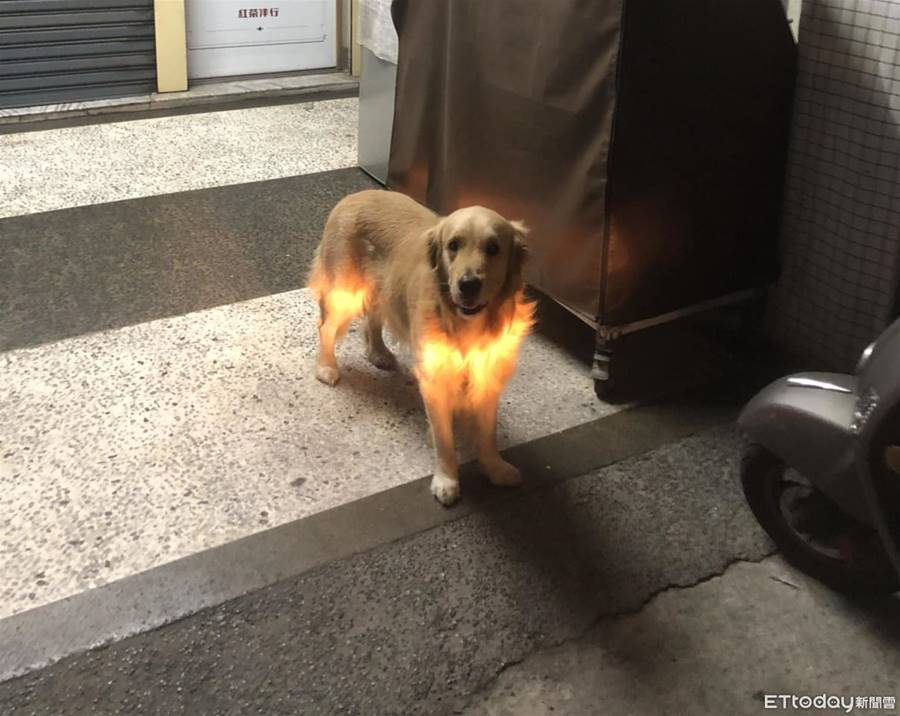 台南巧遇「火焰狗」吸2400讚　網友認出：牠是阿財超愛摸摸！ | ETtoday寵物雲 | ETtoday新聞雲