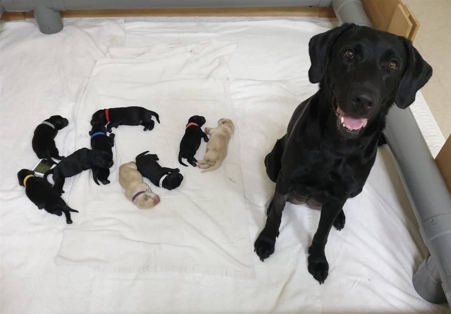 惠光導盲犬「15隻小可魯」徵寄養家庭　申請資格曝光 | ETtoday寵物雲 | ETtoday新聞雲