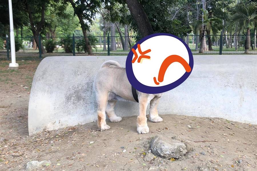 公園大姐以為牠是「養得像豬的柴犬」　飼主委屈笑：到底哪裡像 | ETtoday寵物雲 | ETtoday新聞雲