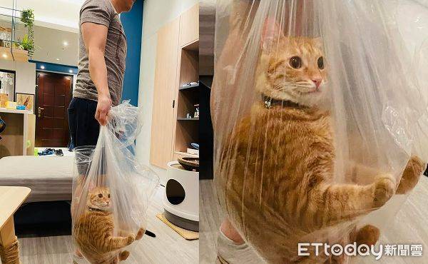 軟萌橘塑膠袋「自行打包」　空中秀肉球爸笑：很怕被誤會虐貓 | ETtoday寵物雲 | ETtoday新聞雲
