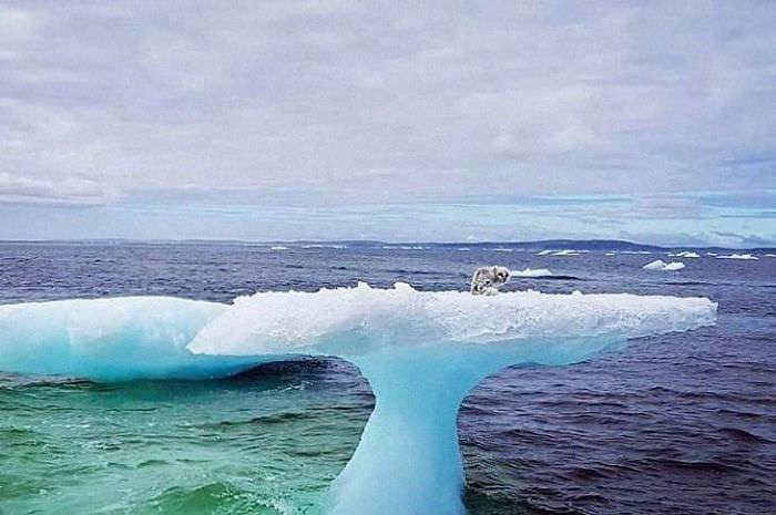 影／快GG的冰山困著小黑影　船員以為是海豹…近看驚覺不得了 | ETtoday寵物雲 | ETtoday新聞雲