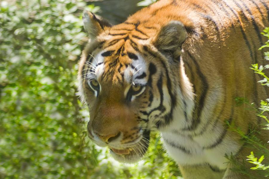 大貓也要梳毛！飼育員拿「1工具幫理毛」　耙出比橘子大毛球 | ETtoday寵物雲 | ETtoday新聞雲