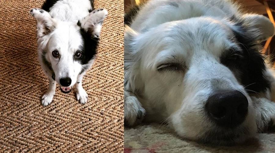 最聰明牧羊犬懂「1022個單字+邏輯推理」　追隨老主人腳步當小天使 | ETtoday寵物雲 | ETtoday新聞雲