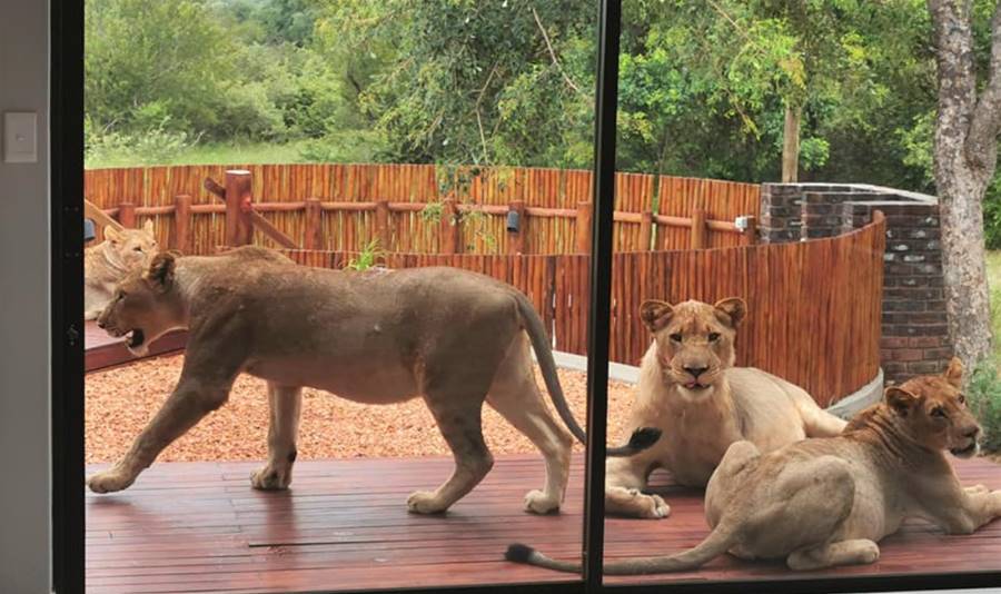 買房附贈大貓！男屋主推開家門傻眼　6獅在院子和他對望 | ETtoday寵物雲 | ETtoday新聞雲
