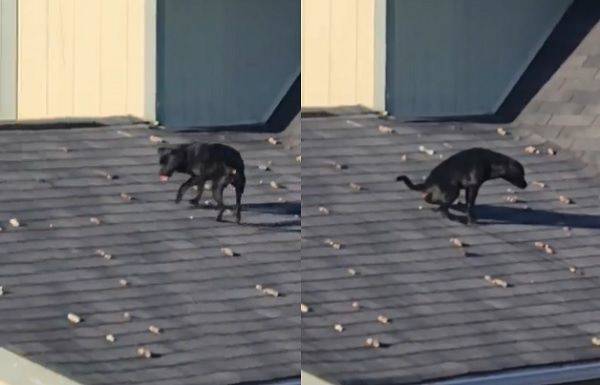 黑狗跑到隔壁屋頂亂大便　磚塊「遍布黃金山」滾進排水槽噁炸 | ETtoday寵物雲 | ETtoday新聞雲